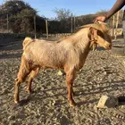 تيس كفو للبيع