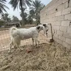 فحل هولندي