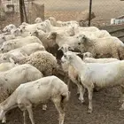 رخال مهجنات حري