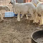 طليان حريه