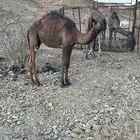 بكره طيبه