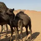 نياق ل البيع على السوم