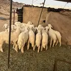 بهم كفوو العدد21