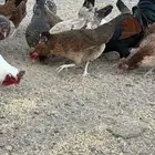 دجاج عربي افرق بياض