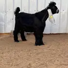 جفر عارضي مشروع فحل