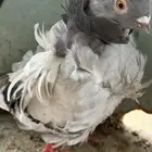 حمام أزواج
