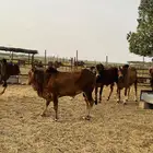 ملحمة اصالة العجول تبوك