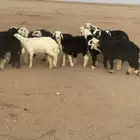 خرفان ورخال