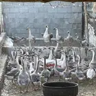 وز عراقي اصل