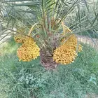 نخل سلطان وهلالي وبرحي وخلاص وصقعي وهشيشي وأنواع أخرى