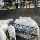 ذبايح حرية