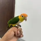 فرخ كايك وايت بلي