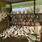 طبات فرنسي سوبر جامبو