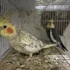 سلام عليكم جوز كروان منتاج