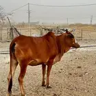 الجرين