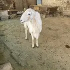 خروف فاخر للبيع