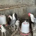 دجاج فيومي