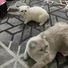 قطط شيرازي