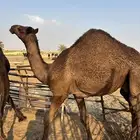 قعدان وبكار