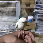 تم البيع