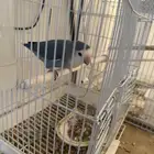 روز للبيع