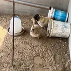 دجاج كوشن على الشرط