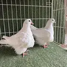 حمام فرش