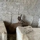 ارانب
