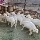 طليان حريه طيبه بالحيل وجزله ان شاءالله