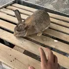 3اناث وذكر شنشلو صنف درجه اولا