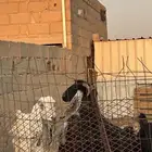 معزاء مضاريع للبيع