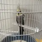 طير كروان بصحه جيدة