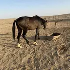 حصان مشروك للبيع