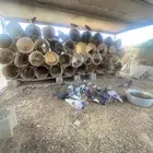 حمام عادي