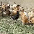 فروخ دجاج