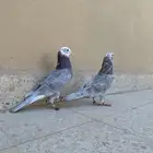 جوزين حمام قطيفي