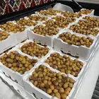 روثانه المدينه