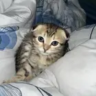 قطه للبيع عمرها شهرين لعوبه وحنونه معها كل اغراضها