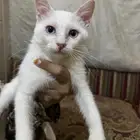قط للتبني