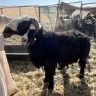 فحل جذع توه ماثنا مشروط ينسف