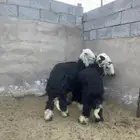 طليان نجد فواخر