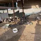 دجاج حبشي بياض