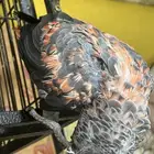 بغبغاء كاسكو (طفره جينيه)مع قفص كبير
