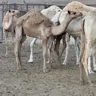 قعود للبيع لحم تحت أمه