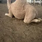 بكره ضحيه