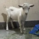 تيس قزمي