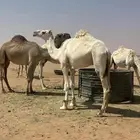 قعود حق قصب الموقع رماح على السوم