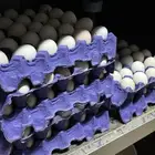 بيض مخصب