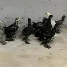 فروخ براهما كلومبي واسود