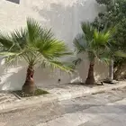 نخل زينه